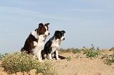 BORDER COLLIE 387